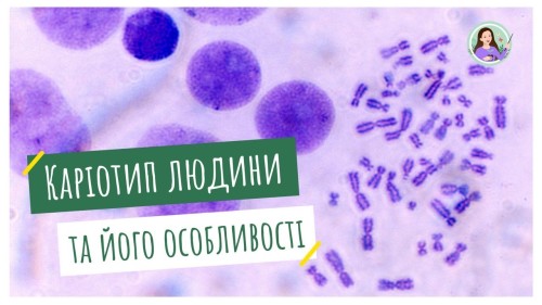 Відеотека