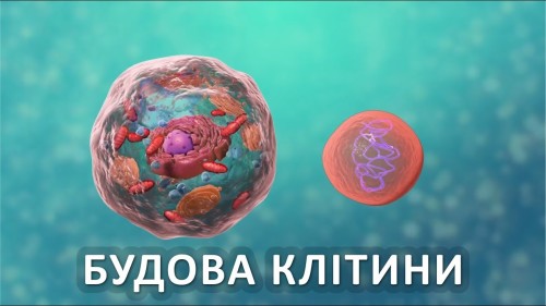 Відеотека