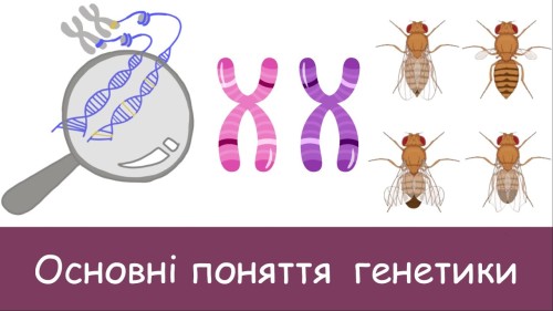 Відеотека