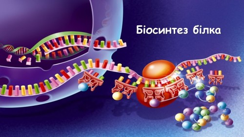 Відеотека